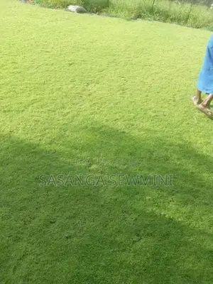 Australian With Malaysian Grass ..