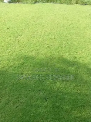 Australian With Malaysian Grass ..