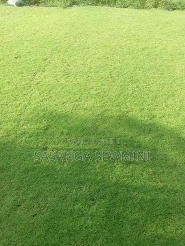 Australian With Malaysian Grass ..