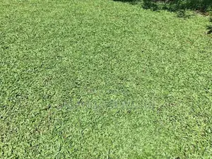 Australian With Malaysian Grass ..