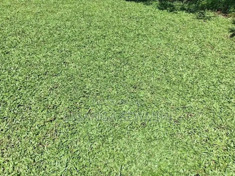 Australian With Malaysian Grass ..