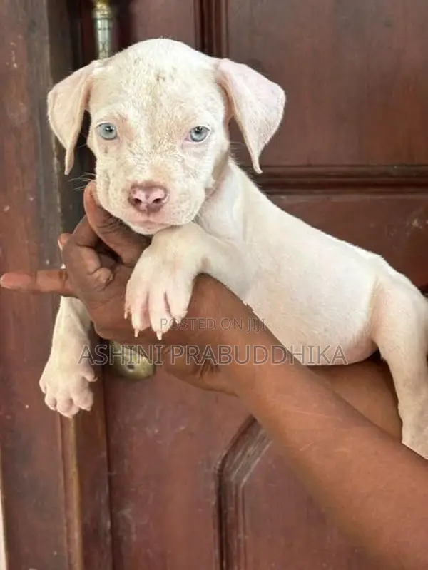 American Bully