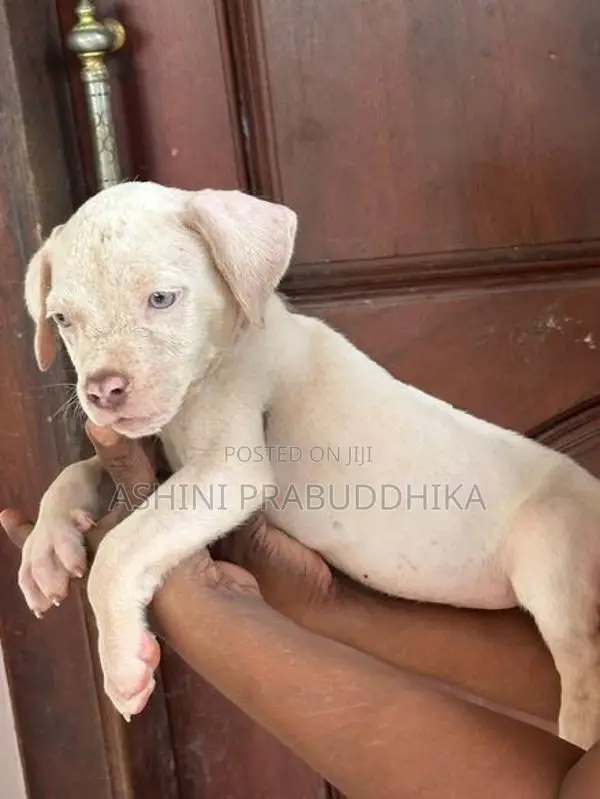 American Bully