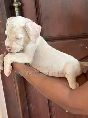 American Bully