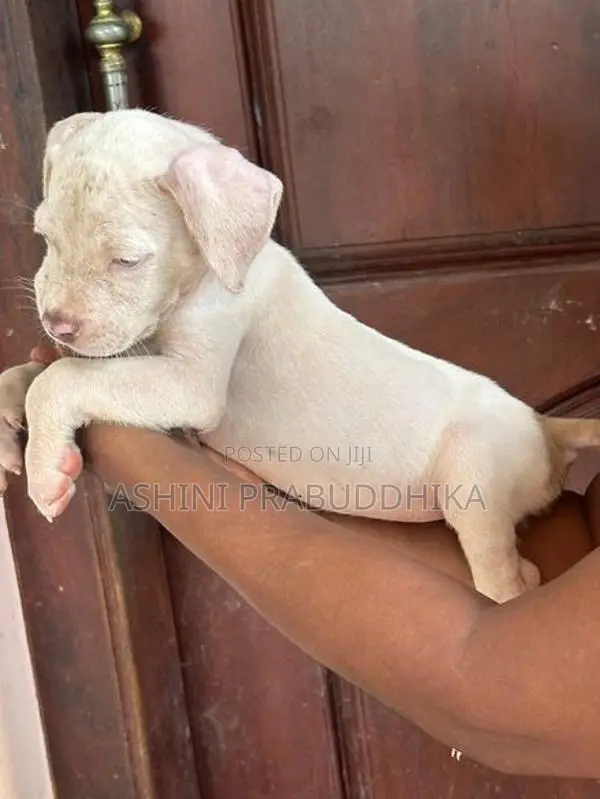 American Bully