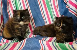 Persian Cats