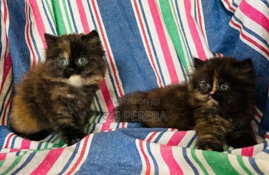 Persian Cats