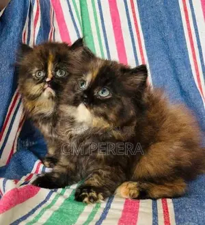 Persian Cats