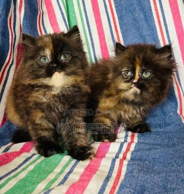 Persian Cats