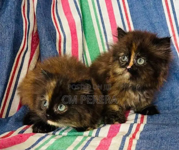 Persian Cats