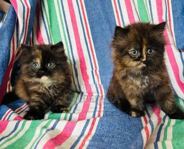Persian Cats