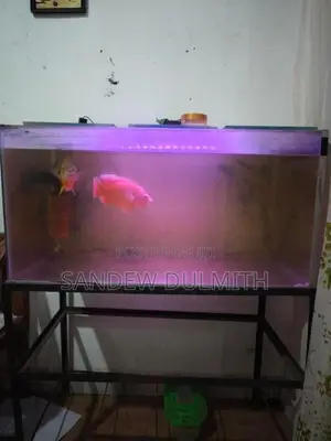 3 Feat Tank With Accessories
