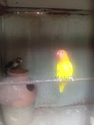 African Love Bird
