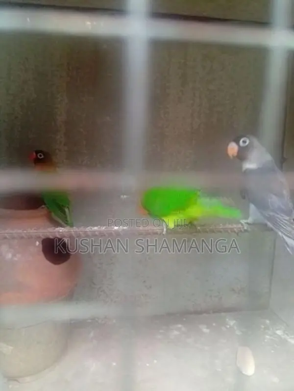 African Love Bird