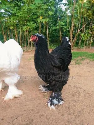 බ්‍රාම සතුන්
