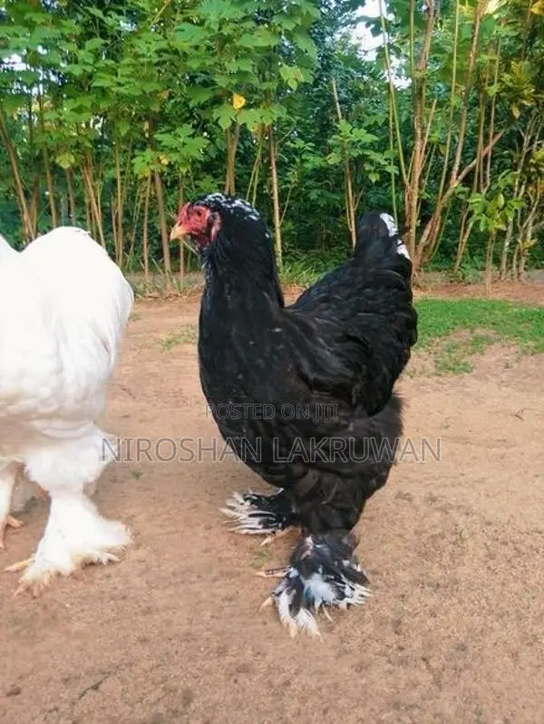 බ්‍රාම සතුන්