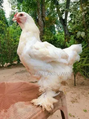 බ්‍රාම සතුන්
