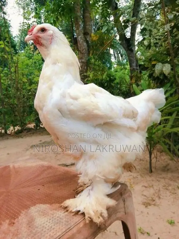 බ්‍රාම සතුන්