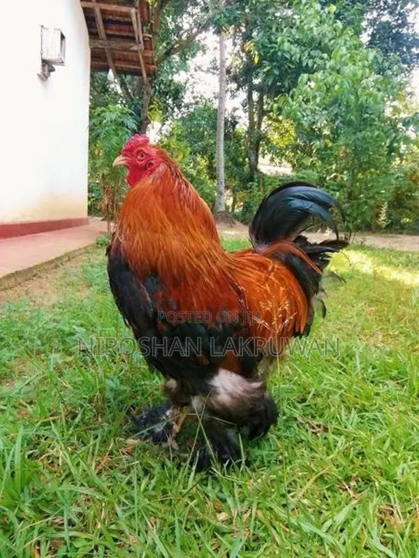 බ්‍රාම සතුන්