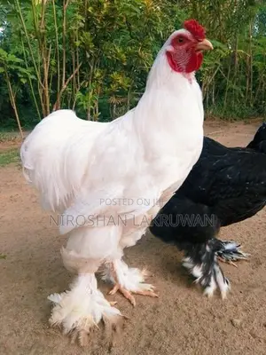 බ්‍රාම සතුන්