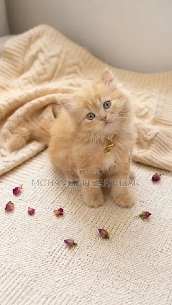 Persian