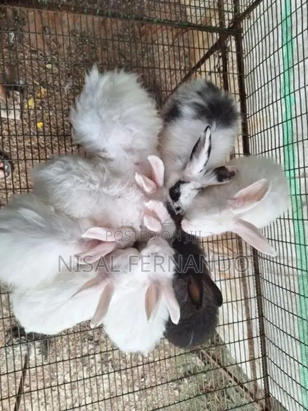 English Spot Rabbits