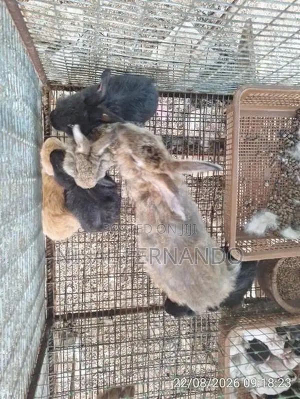 English Spot Rabbits