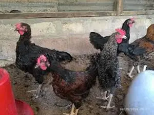 Chicken