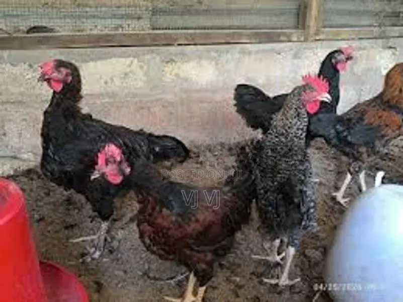 Chicken