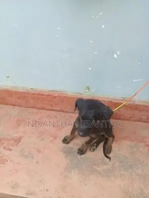 rottweiler puppy