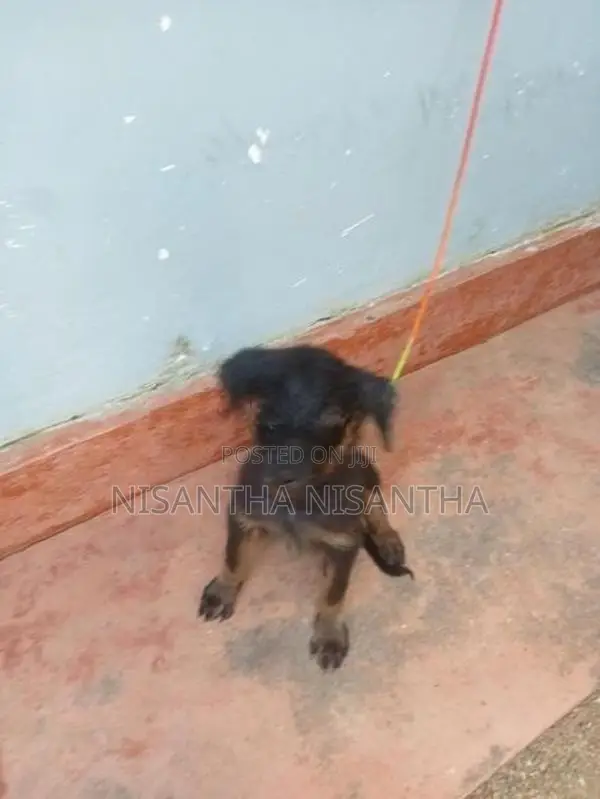 rottweiler puppy