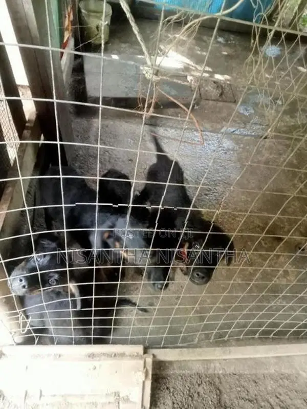rottweiler puppy