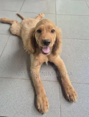 Cocker Spaniel