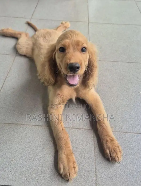 Cocker Spaniel