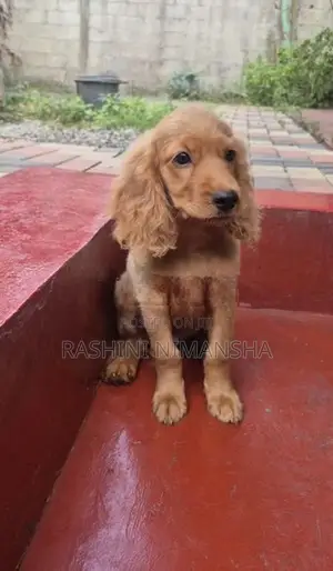 Cocker Spaniel