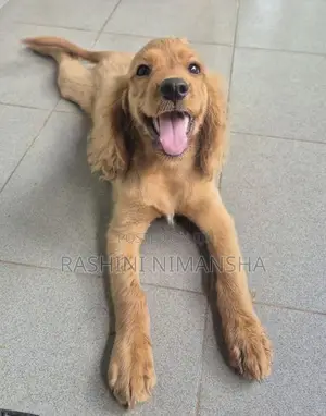 Cocker Spaniel