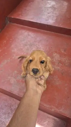 Cocker Spaniel