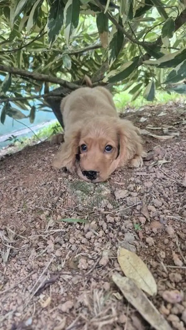 Cocker Spaniel