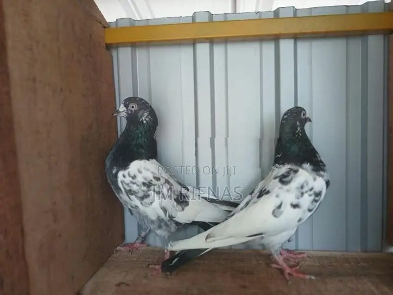 Pigeons