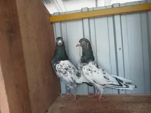 Pigeons