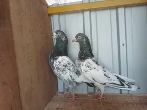 Pigeons
