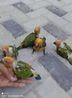 Sun Conure Chicks