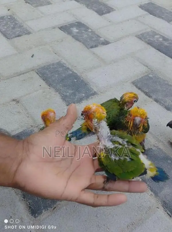 Sun Conure Chicks