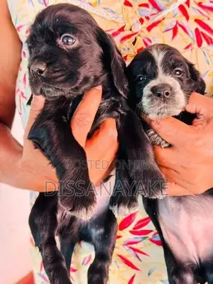 Cocker Spaniel Puppy