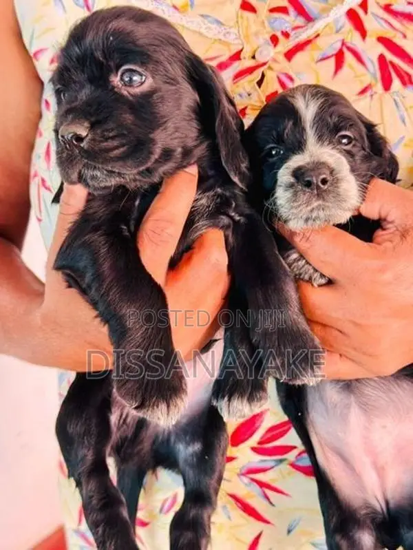 Cocker Spaniel Puppy
