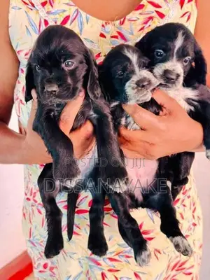 Cocker Spaniel Puppy