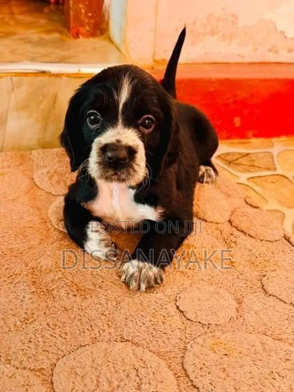 Cocker Spaniel Puppy