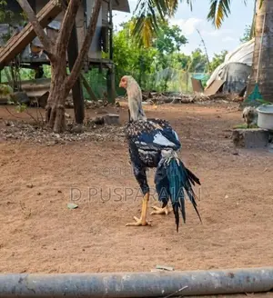 Rooster