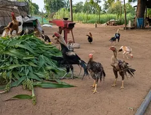Rooster