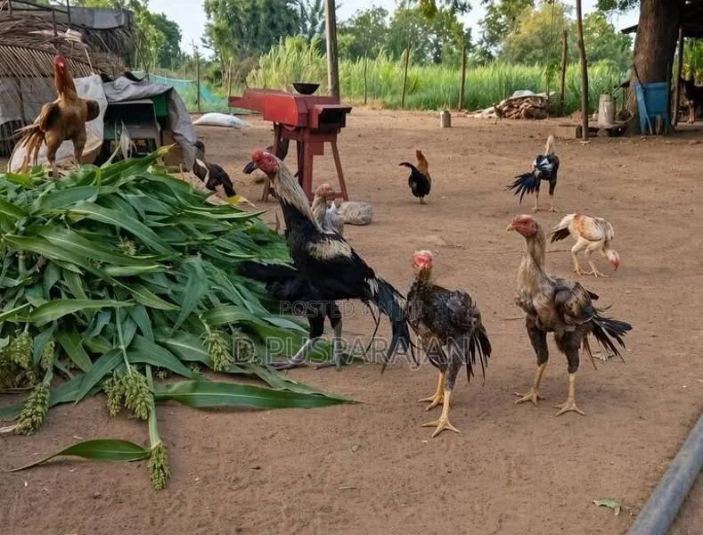 Rooster